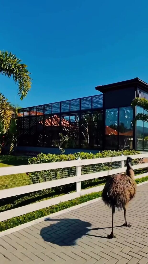 Atendimento veterinário fora da clínica, na Baixada Santista